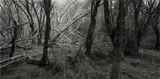 Rosemary Laing, weather (Eden) #2, 2006, chromogenic print