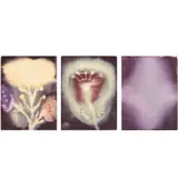 Ross Bleckner, Three works: (i-iii) Untitled