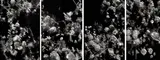 The truth lies no.1, The truth lies no.2, The truth lies no.3, The truth lies no.4 by Yanyun Chen and Alex Scollay, 2019, digital prints on paper, Museum quality frames by Q framing, offered Nov 2023