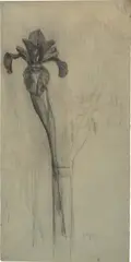 Piet Mondrian, Iris Bloom in Bud Vase, 1909-1910, pencil on paper