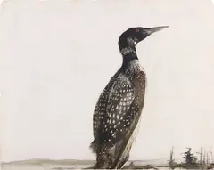Andrew Wyeth, Loon Drake (Loon), 1949, gouache and watercolor on paper
