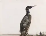 Andrew Wyeth, Loon Drake (Loon), 1949, gouache and watercolor on paper