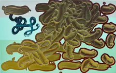 David Reed, #359, 1996, oil and alkyd on Solid Ground panel