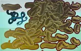 David Reed, #359, 1996, oil and alkyd on Solid Ground panel
