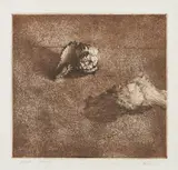 Vija Celmins, Two Shells, 1963, Etching and aquatint, on Rives BFK paper, with margins