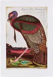 Walton Ford, Benjamin's Emblem, 2000, Etching with aquatint and drypoint in colors, on Somerset Satin paper, with full margins
