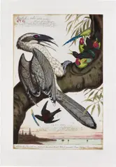 Walton Ford, Swadeshi-cide (Indigenous), 2001, Etching with aquatint and drypoint in colors, on Somerset Satin paper, with full margins