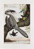 Walton Ford, Swadeshi-cide (Indigenous), 2001, Etching with aquatint and drypoint in colors, on Somerset Satin paper, with full margins