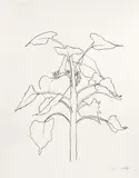 Sunflower I (G. 2009, A. 313) by Ellsworth Kelly, 2004, Lithograph, on Somerset Satin paper, with full margins, sold Apr 2022