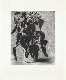 David Hockney, Sunflower II (M.C.A.T. 348), 1996, Etching and aquatint, on Arches watercolor paper, with full margins