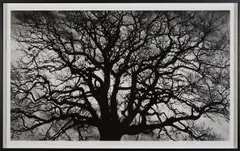Robert Longo, Untitled (Tree), 2018, Archival pigment print, on wove paper, with full margins