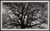 Robert Longo, Untitled (Tree), 2018, Archival pigment print, on wove paper, with full margins