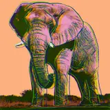 African Elephant, from Endangered Species (F. & S. 293) by Andy Warhol, 1983, Screenprint in colors, on Lenox Museum Board, the full sheet, sold Oct 2022
