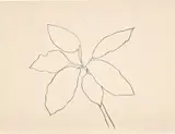 Ellsworth Kelly, St. Martin Tropical Plant, from Eight Lithographs to Benefit the Foundation for Contemporary Performance Arts, Inc. (G. 957, A. 192)