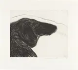 David Hockney, Dog Etching No. 6, from Dog Wall, 1994, Etching, on Somerset paper, with full margins