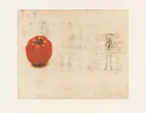 Jim Dine, The Tomato (W. 142), 1973, Etching and offset lithograph in colors, on German Etching paper, with full margins