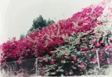 Jack Pierson, Bougainvillea in Hollywood