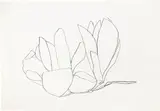 Magnolia (A. 56) by Ellsworth Kelly, 1966, Lithograph, on Rives BFK paper, with full margins, sold Jun 2022
