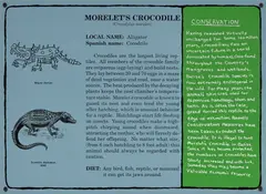 Mark Dion, Morelet's Crocodile Project for the Belize Zoo, 1989, Screenprinted aluminum sign