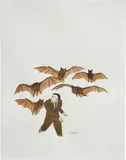 Marcel Dzama, Untitled