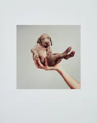 William Wegman, Handsome, 2001, Chromogenic print, on Fujicolor Crystal Archive paper