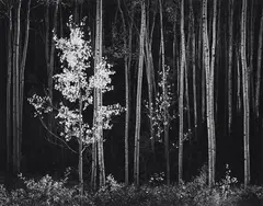 Aspens, Northern New Mexico by Ansel Adams, 1958, Gelatin silver print, printed 1973-1977, sold Apr 2022