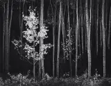 Aspens, Northern New Mexico by Ansel Adams, 1958, Gelatin silver print, printed 1973-1977, sold Apr 2022