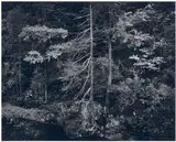 Forest and Stream, Northern California by Ansel Adams, 1959, Gelatin silver print from Portfolio V , printed 1970, sold Apr 2022