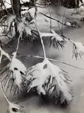 Ansel Adams, Branches in Snow
