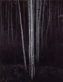 Aspens, Northern New Mexico by Ansel Adams, 1958, Gelatin silver print, printed no later than 1975, sold Apr 2022
