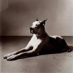 Peter Hujar, Great Dane (Sphinx), 1981, Toned gelatin silver print
