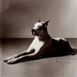 Peter Hujar, Great Dane (Sphinx)
