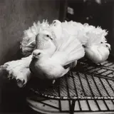 Peter Hujar, Doves in The Circus