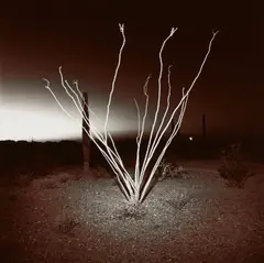 Ocotillo at Night by Richard Misrach, 1975, Toned gelatin silver print, sold Apr 2022