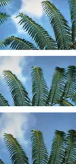 Palm Leaves by Harry Callahan, early 1980s, Dye transfer print triptych, sold Apr 2022