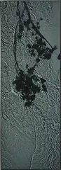 Susan Derges, The River Taw (New Moon Ivy), Oct 20., 1998, Unique dye destruction photogram, flush-mounted