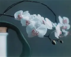 Orchidee II by Gerhard Richter, 1998, Offset lithograph in colors, sold Apr 2022