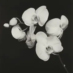 Orchids by Robert Mapplethorpe, 1989, Gelatin silver print, sold Apr 2022