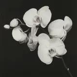Orchids by Robert Mapplethorpe, 1989, Gelatin silver print, sold Apr 2022