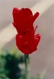Thomas Struth, Pflanze Nr. 68, 2 Rote Tulpen, Winterthur