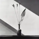 Flowers by Robert Mapplethorpe, 1982, Gelatin silver print, sold Apr 2022