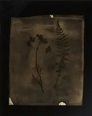 Asplenium Halleri, Grande Chartreuse, 1821 - Cardamine Pratensis, April 1839 by Hiroshi Sugimoto, 2007, Toned gelatin silver print, flush-mounted, offered Apr 2022