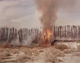 Richard Misrach, Desert Fire #1 (Burning Palms)