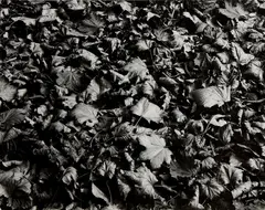 Chicago by Harry Callahan, circa 1949, Gelatin silver print, printed later, offered Apr 2022
