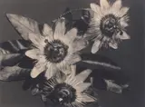 Man Ray, Fleurs de la Passion, circa 1924, Gelatin silver print