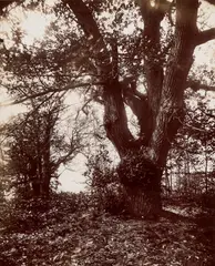 Châtaigniers (Chestnut Trees) by Eugène Atget, circa 1910, Printing-out-paper print, sold Apr 2022