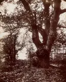 Eugène Atget, Châtaigniers (Chestnut Trees), circa 1910, Printing-out-paper print