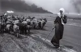 Sebastião Salgado, Shepherd and sheep, Kuwait