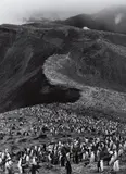 Sebastião Salgado, Chinstrap Penguins (Pygoscelis Antartica), Deception Island, Antarctica