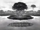 Jerry Uelsmann, Untitled (floating trees), 1969, Gelatin silver print